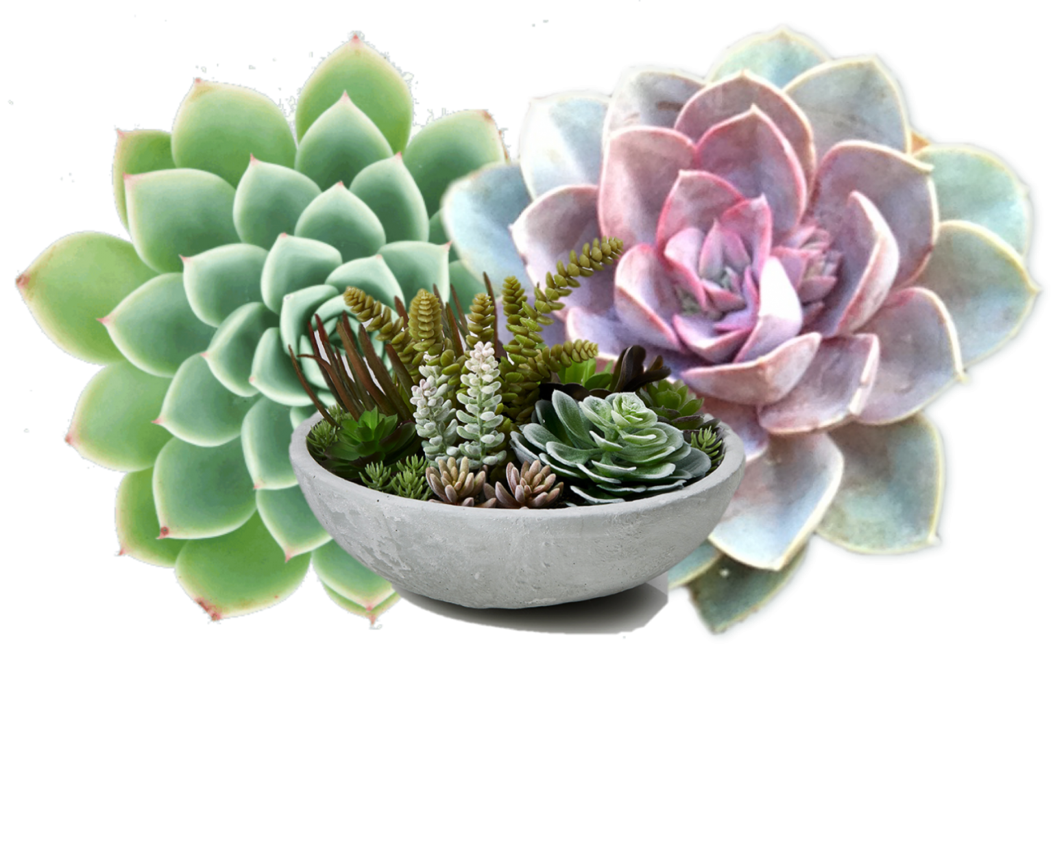 Succulent Pot